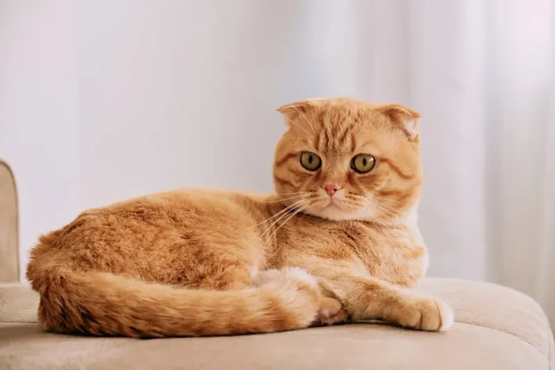Scottish Fold