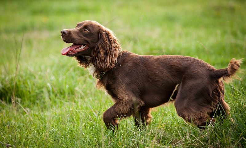 Boykin Spaniel