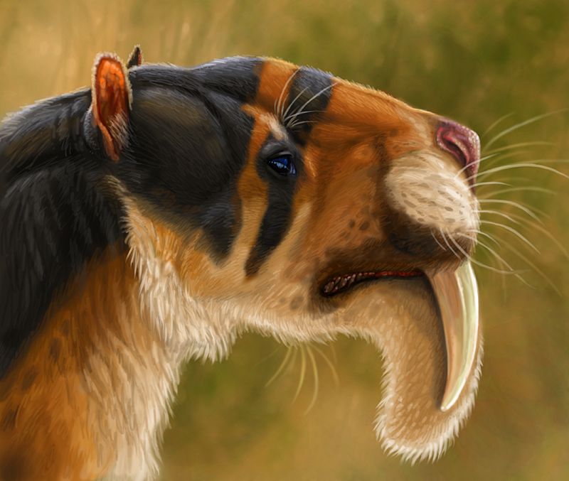 Even Bigger Fangs Than Smilodon