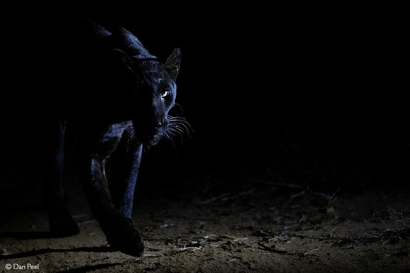 Midnight Hunters With Super Vision