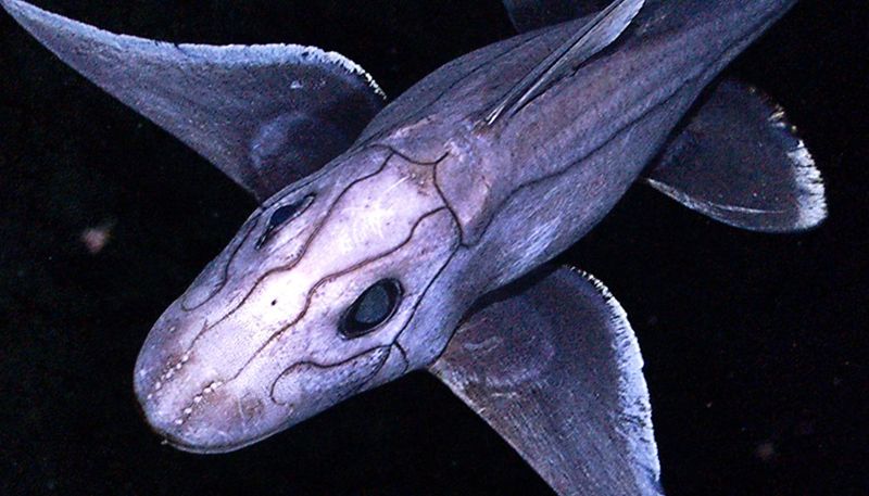 Strange Forehead Appendages