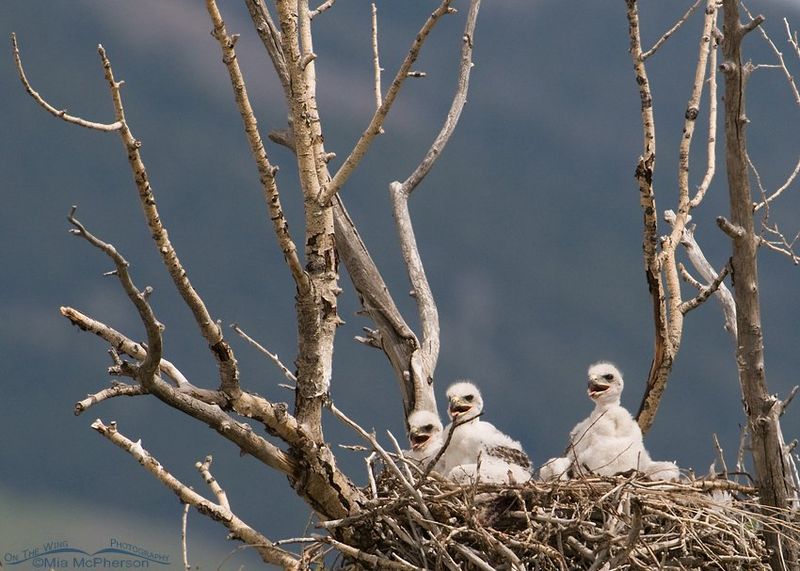 Disturbing Nesting Birds Or Calving Animals