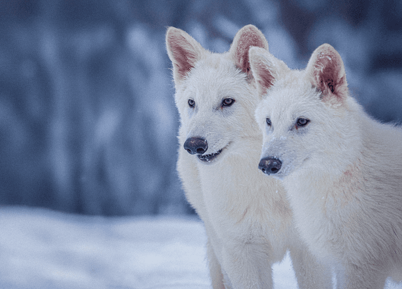 Bigger Than Modern Wolves