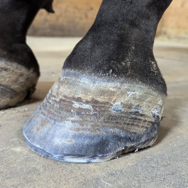 Failing To Monitor Hoof Growth