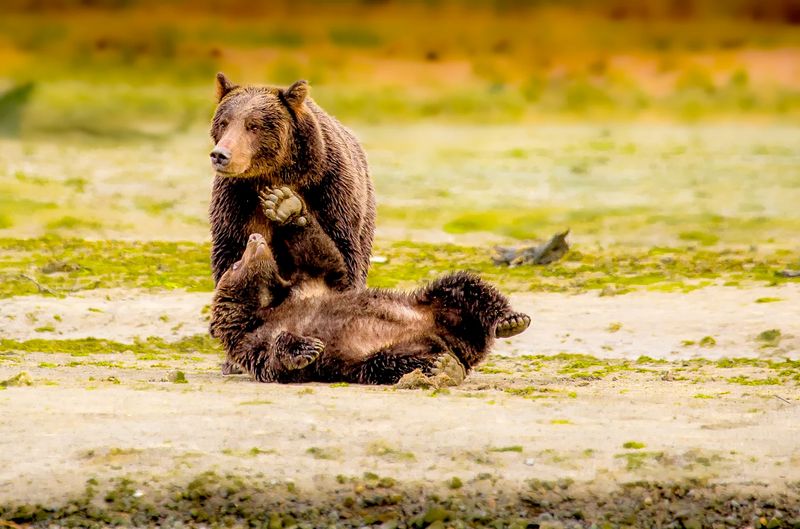 Assuming Wildlife Is Always Easy To Spot