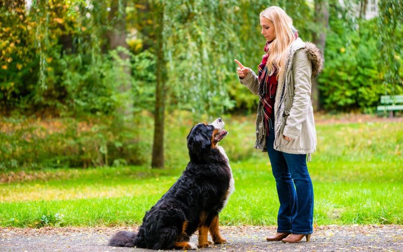 Ignoring Commands Or Training
