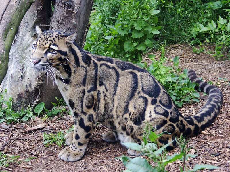 Cloud-Like Camouflage