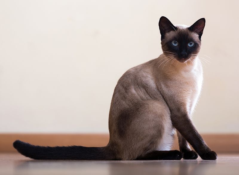 Siamese Shadows