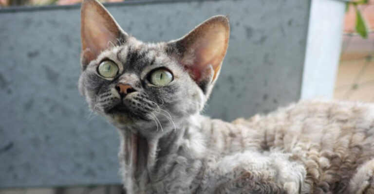 Not So Independent? 15 Cats That Crave More Attention Than Dogs