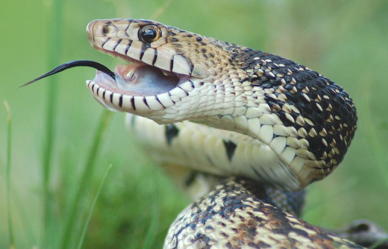 Mimic Rattlesnakes To Scare Off Predators