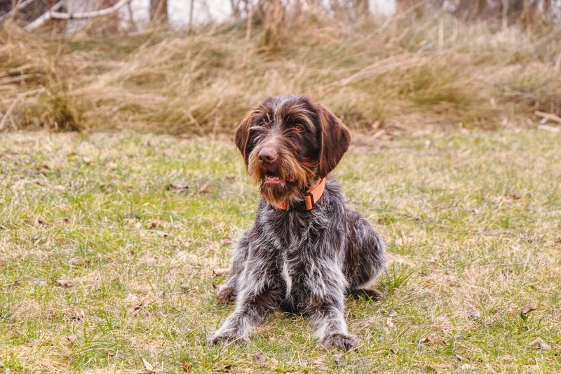 Wirehaired Pointing Griffon