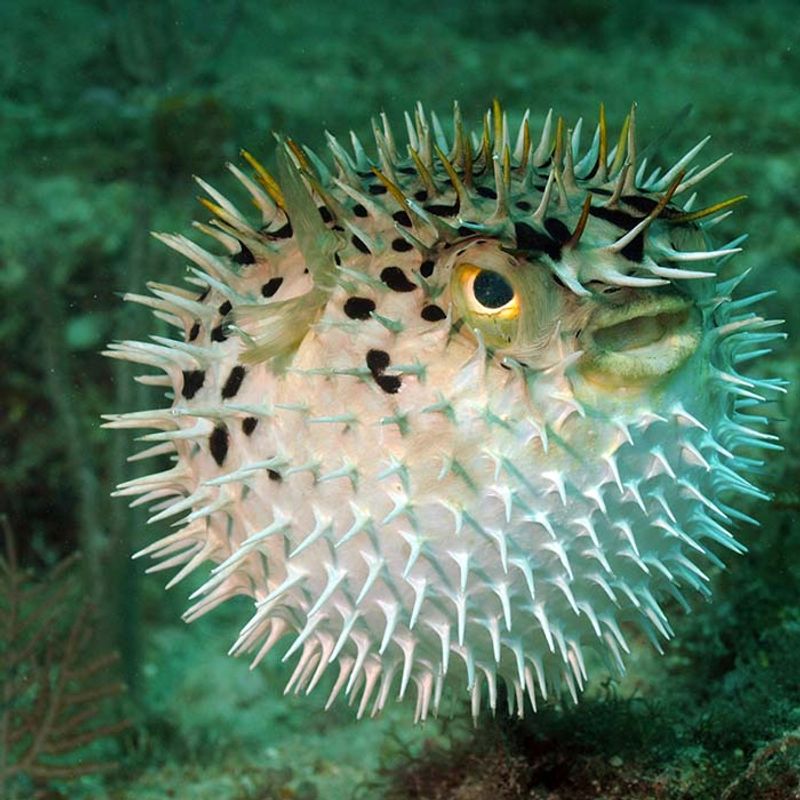 Pufferfish