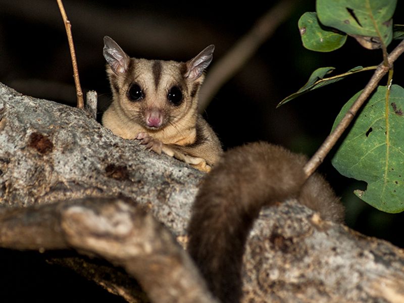 Sugar Glider: The Tiny Gliding Acrobat