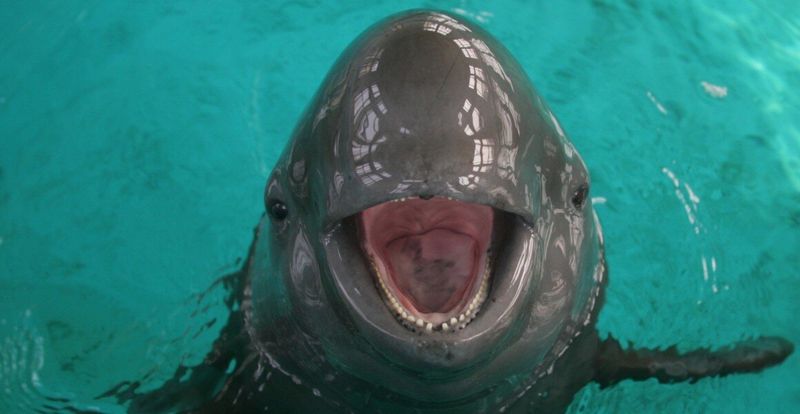 Yangtze Finless Porpoise