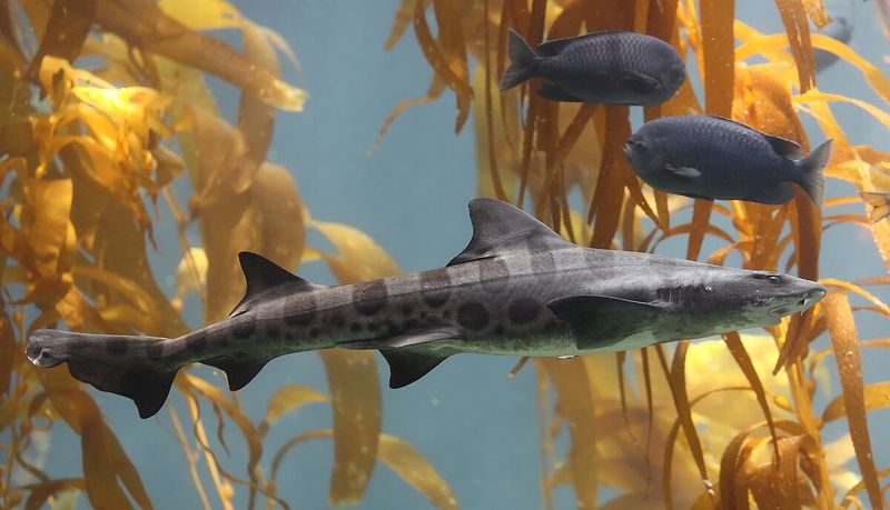 Leopard Shark: The Spotted Beauty