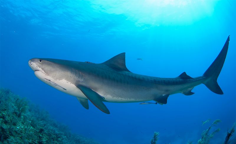 Tiger Sharks: The Ocean's Garbage Disposals