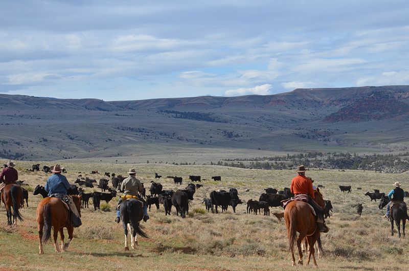 Gather Horses – The Herd Collectors