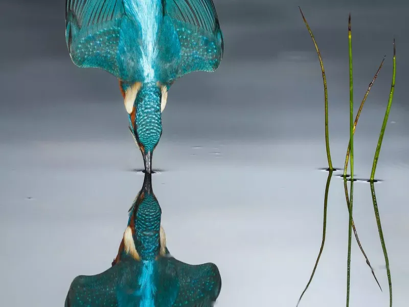 Kingfisher