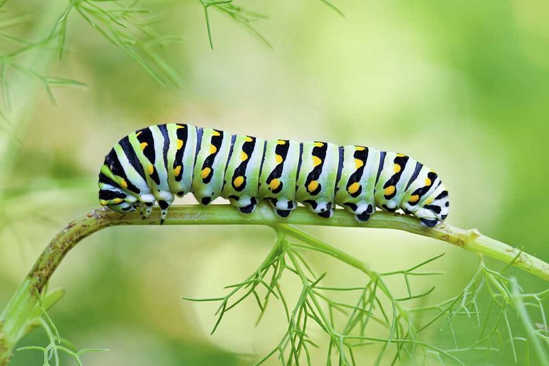 Differences In Diet Among Swallowtail Species
