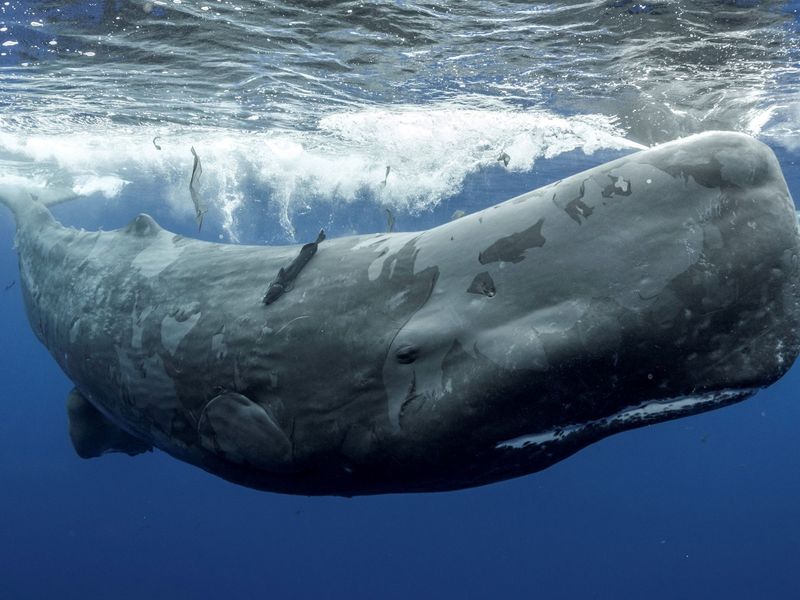 Sperm Whale: Deep-Diving Leviathan