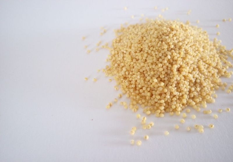 Millet: A Grain Cats Can Tolerate