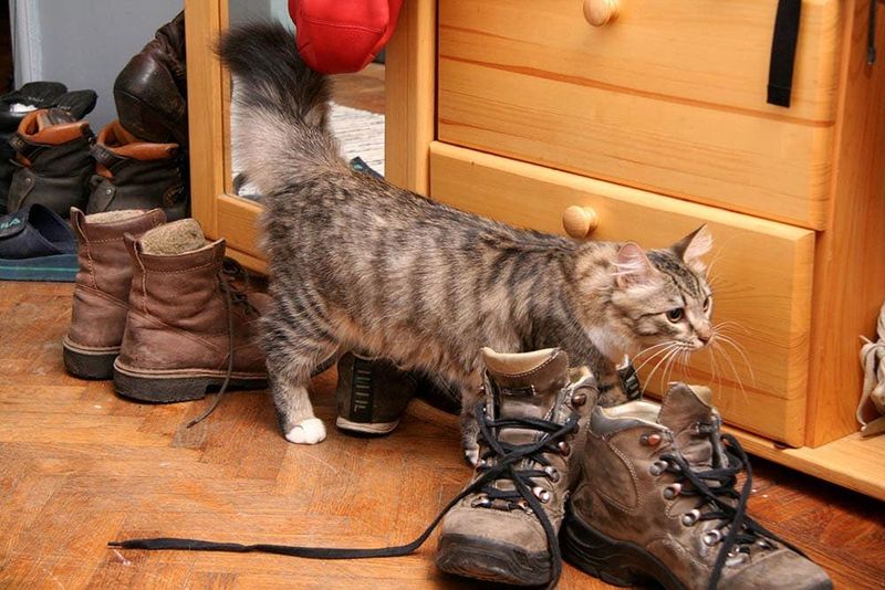 Intense Interest In Smells