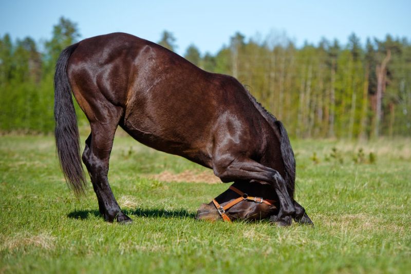 Trick Training Builds Confidence