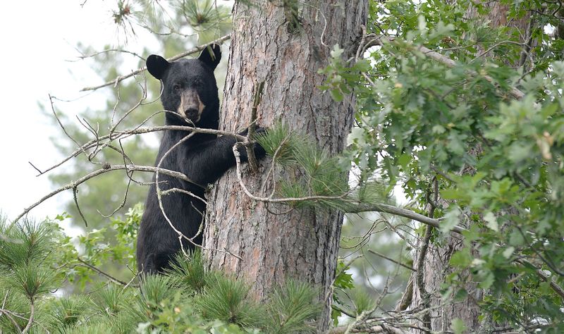 Chequamegon-Nicolet National Forest, Wisconsin