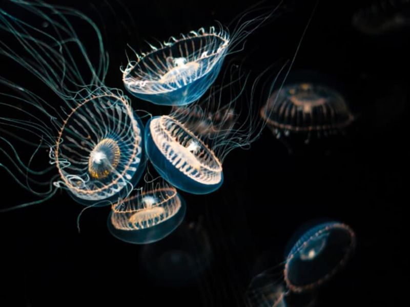 Lights That Heal Human Bodies