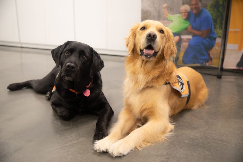 Furry Healers: Therapy Dogs