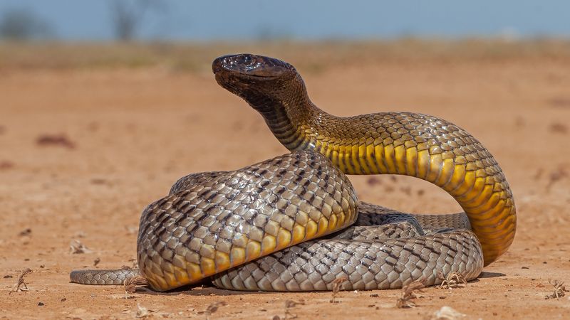 Venomous Virtuosos: Inland Taipans