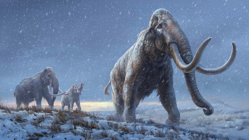 America's Ice Age Wonder: Woolly Mammoth