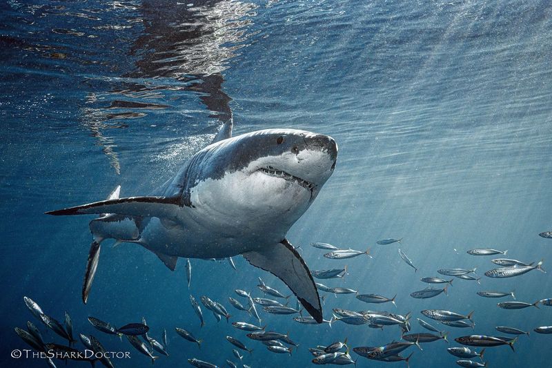 Safety From Predators