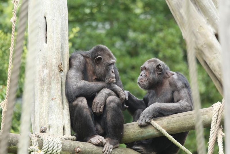 Primate Bonds: Chimpanzees
