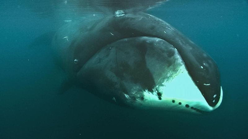 Bowhead Whale: The 200-Year Club
