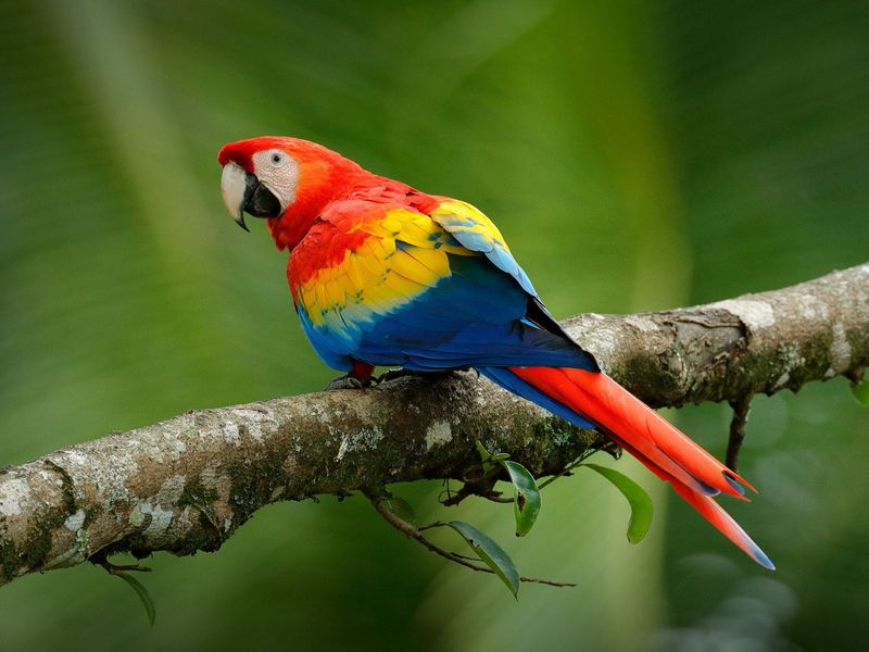 Macaw