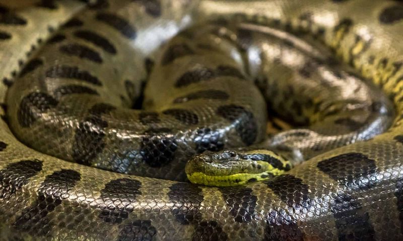 Anacondas