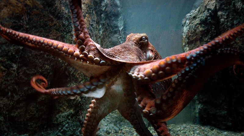 Giant Pacific Octopus: Eight-Armed Intelligence