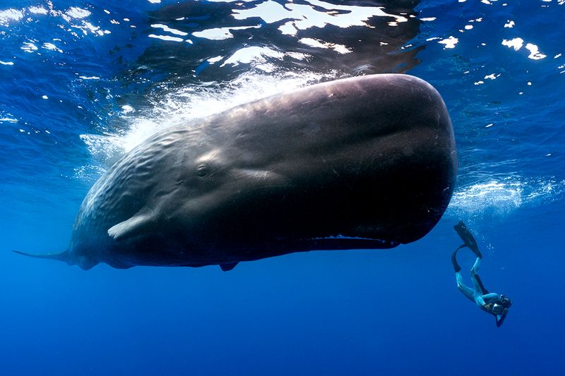 Sperm Whale