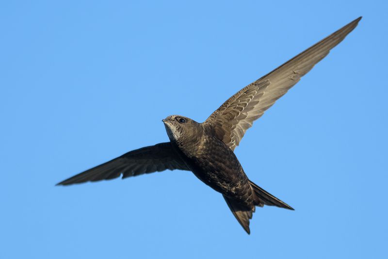 Swift Kings Of The Sky
