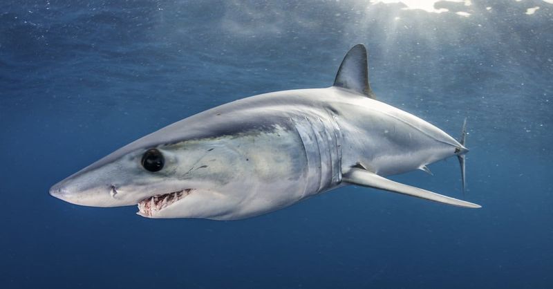 Shortfin Mako: The Ocean's Speedster