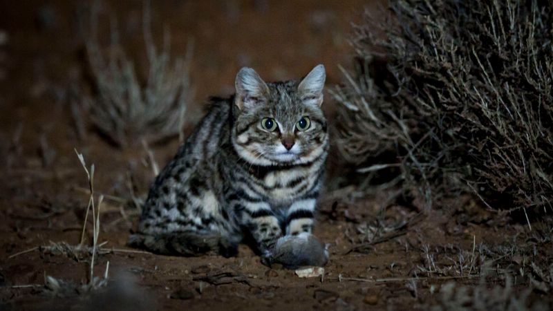 The Black-footed Cat – Texas/New Mexico