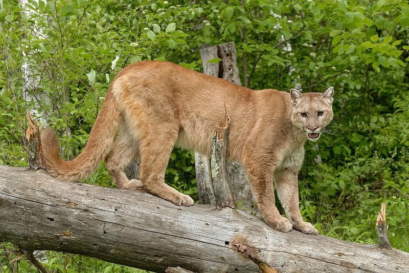Puma