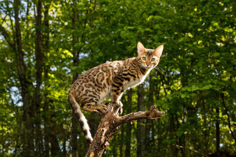 Asian Golden Cat
