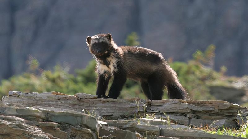 Wolverine