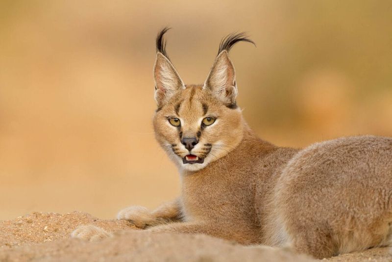 Caracal