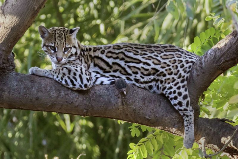 Ocelot