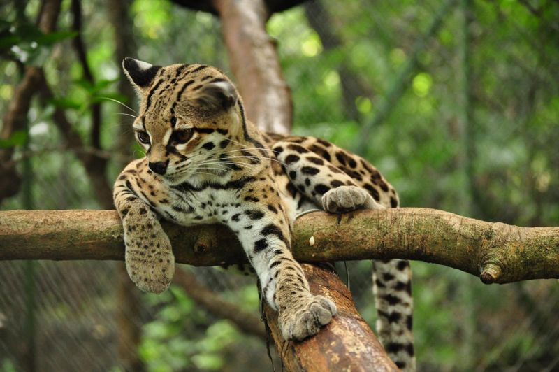 Margay: The Treetop Acrobat