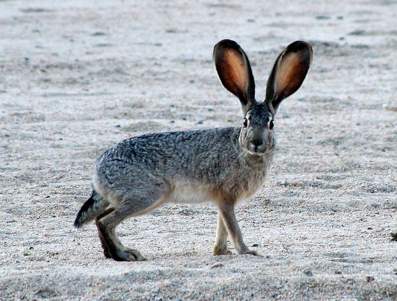 Black-Footed Jackrabbits