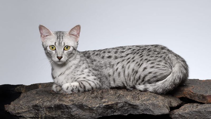Egyptian Mau: Nature's Speedster
